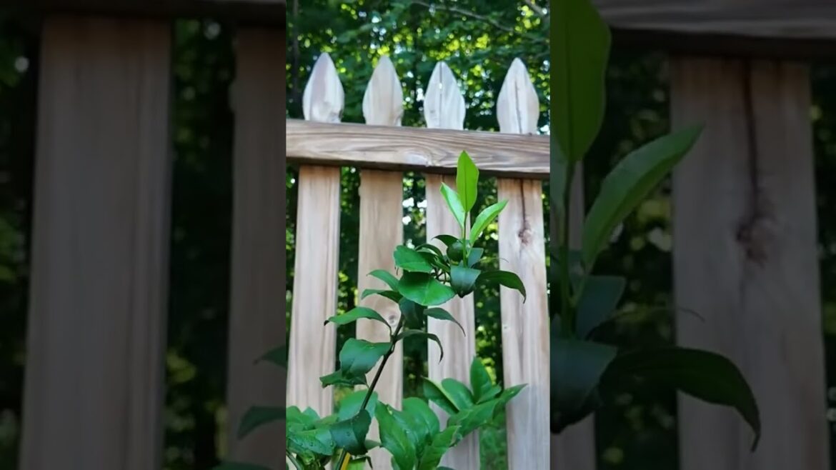 Growing Citrus Fruits In Zone 7: Container Gardening Tips! Growing Citrus Fruits In Zone 7: Container Gardening Tips!