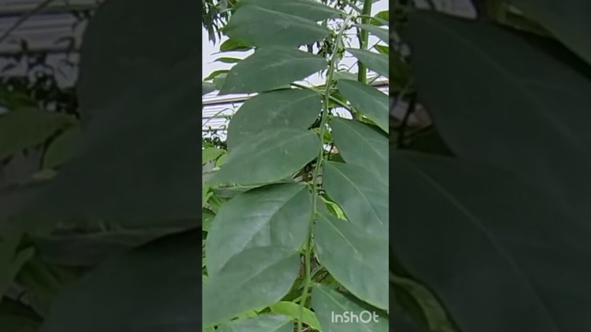 #edible leaves..its delicious.