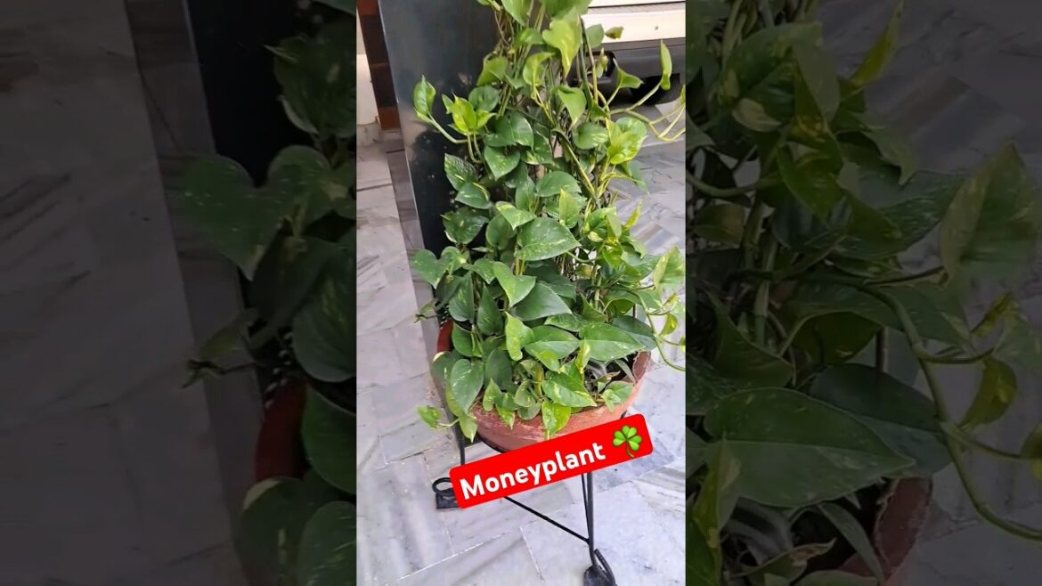 Money plant #moneyplant #plants #nature #flowers #fruits #pot #soul #plantcare #garden #tips #shorts Money plant #moneyplant #plants #nature #flowers #fruits #pot #soul #plantcare #garden #tips #shorts
