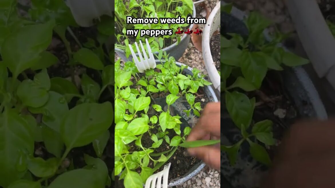 Weeding my Peppers for a Bigger Harvest! #shorts #viral #youtubeshorts #garden #gardening #farming