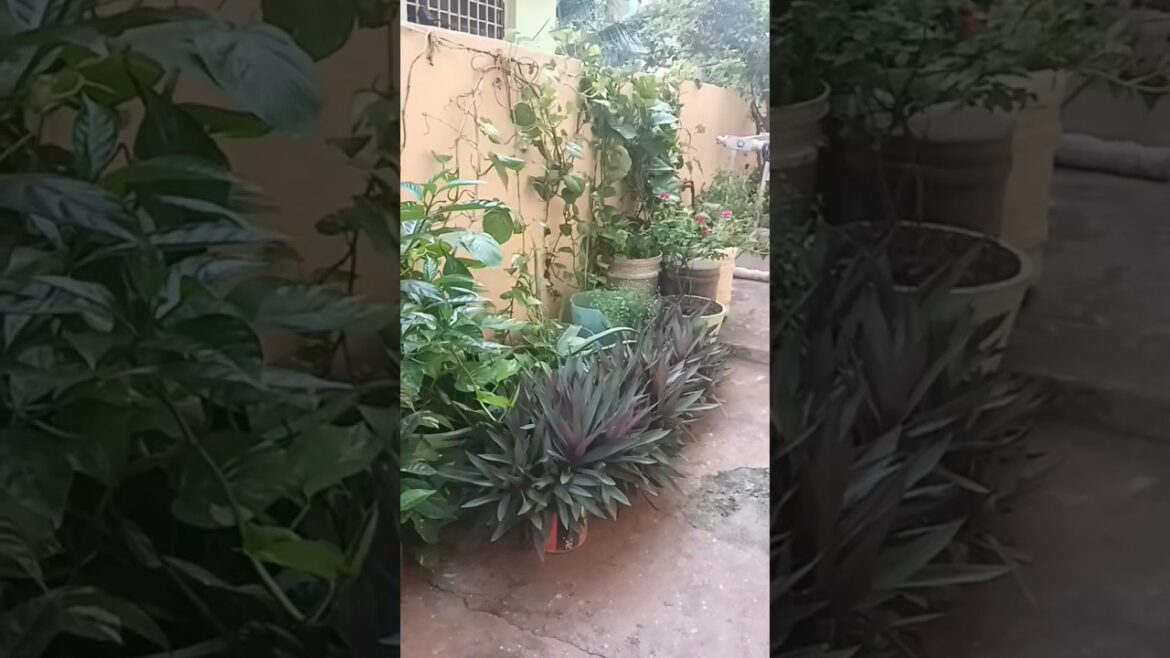 home garden | mokkalu #viral #trendingshorts #plants #homegarden