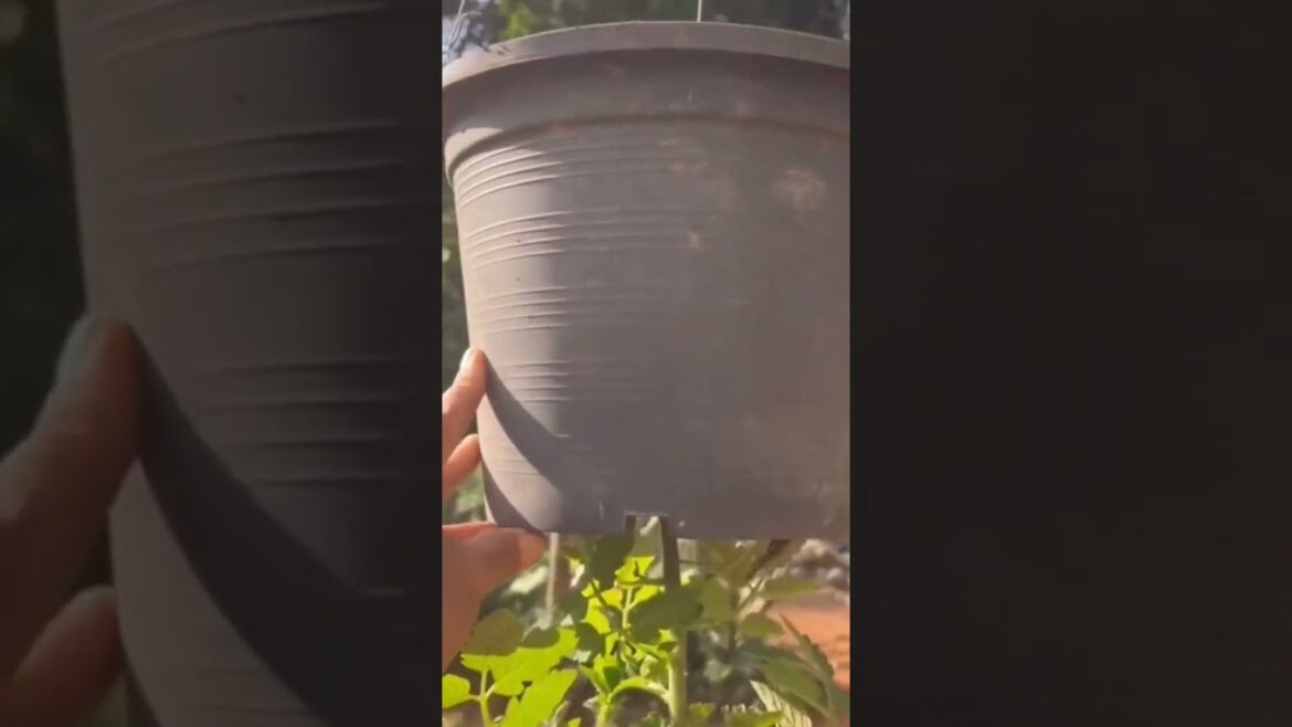 Great Ideas for Pot Gardening: Tips and Inspiration for Beautiful Container Gardens! Great Ideas for Pot Gardening: Tips and Inspiration for Beautiful Container Gardens!