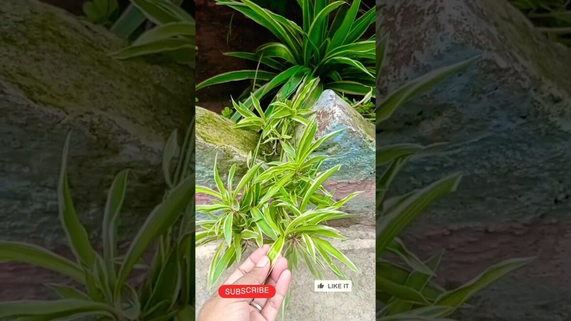 #shorts spider plant propagation/spider plant🌱🌱 #viral #plants #gardningtips #youtubeshotrs #shorts spider plant propagation/spider plant🌱🌱 #viral #plants #gardningtips #youtubeshotrs