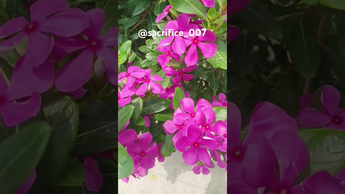 important tips for sadabahar | gardening tips | terrace garden design |#youtubeshorts #viral #shorts