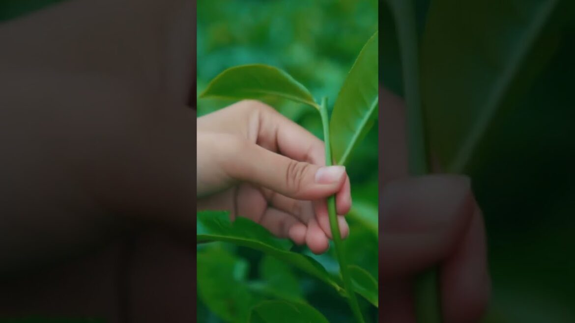 Herb Harvesting Mistakes to Avoid! 🌿⚠️