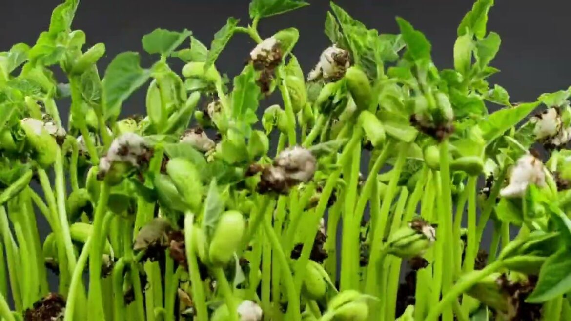 vegetable gardening|organic natural fertilizer| abdur rahman official