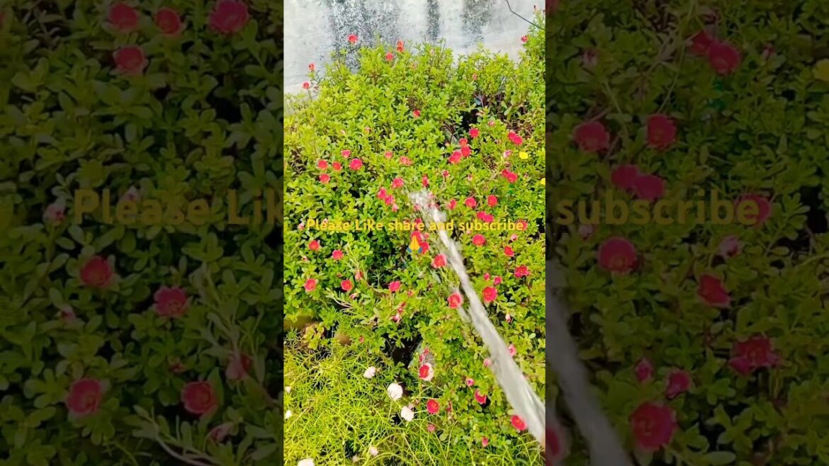 गर्मी मे पौधो मे दो बार पानी जरूर डाले💦🩵🪴 #terracegarde #garden #shorts#ytshorts#nature गर्मी मे पौधो मे दो बार पानी जरूर डाले💦🩵🪴 #terracegarde #garden #shorts#ytshorts#nature