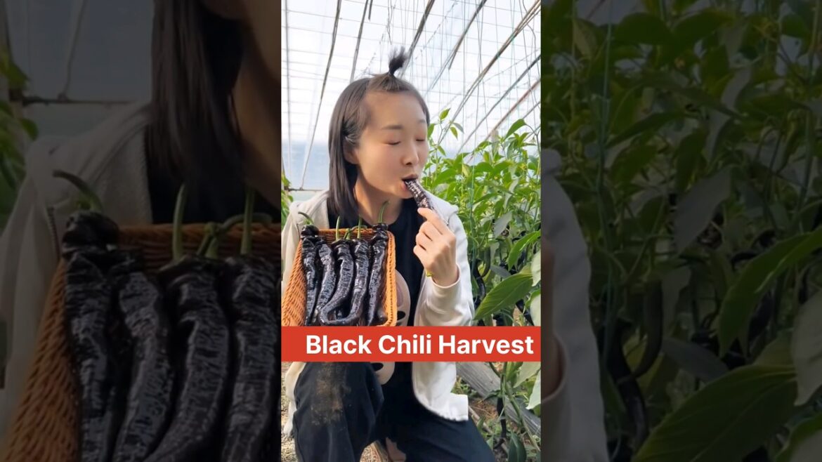 Black Chili Peppers Harvest π #shorts #youtubeshorts #vegetables Black Chili Peppers Harvest π #shorts #youtubeshorts #vegetables