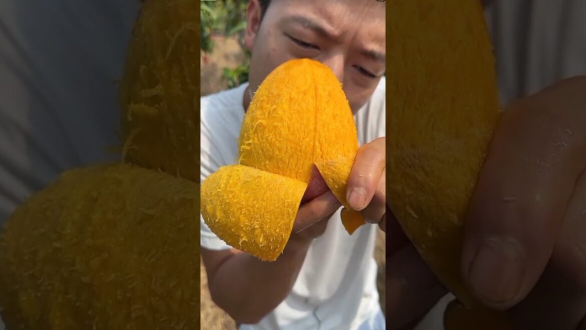 chinesemango harvesting process #mango #chinese #fruit