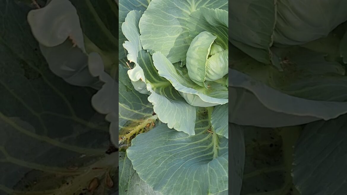 Beautiful front yard garden #5screations #gardening #flowers #vegetables