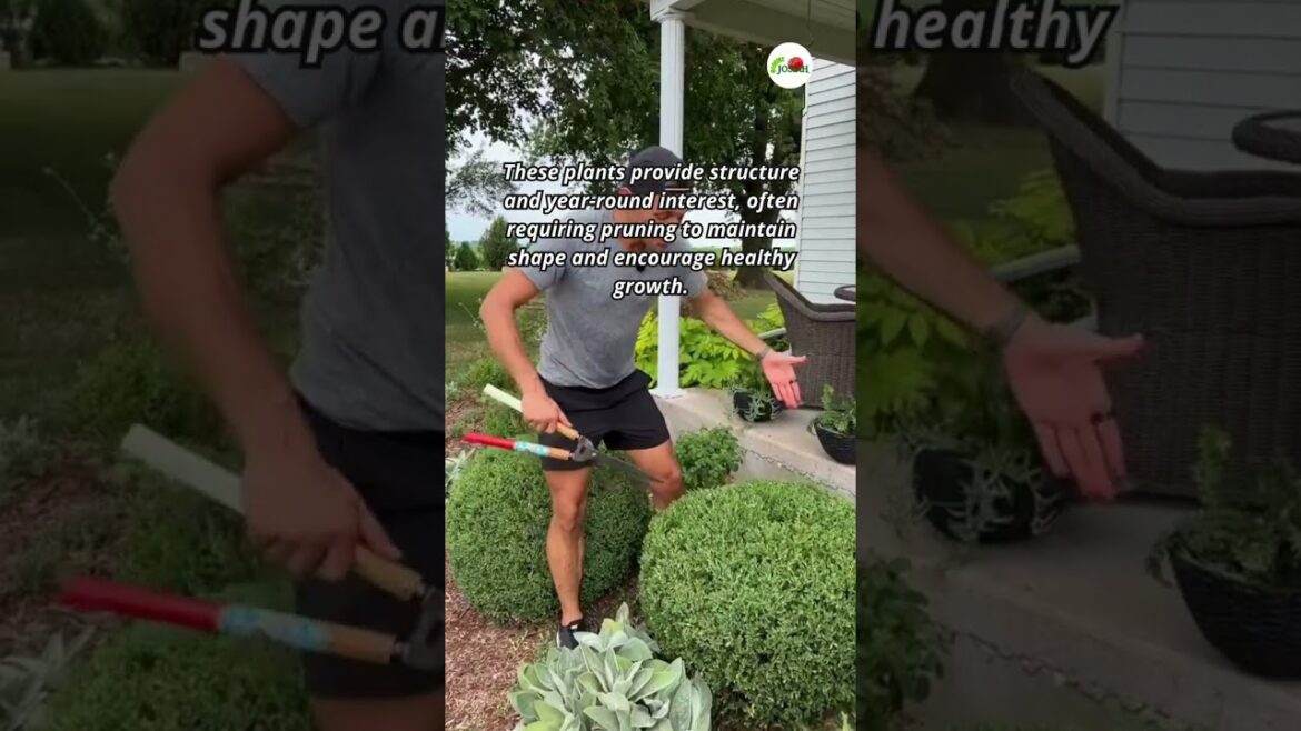 Shrub Gardening #shorts #gardening #garden #growyourownfood #gardenjosiah Shrub Gardening #shorts #gardening #garden #growyourownfood #gardenjosiah