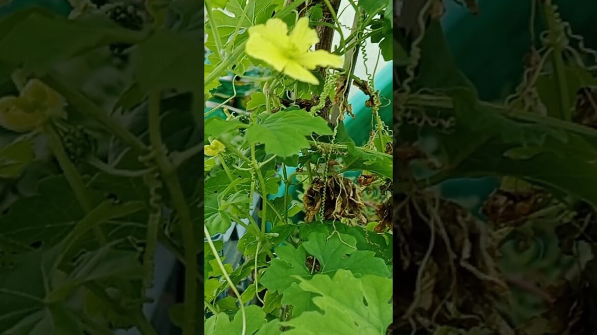 Karele ka plant ,Bitter gourd #garden #shorts #organic#trending#nature 🌿💚 Karele ka plant ,Bitter gourd #garden #shorts #organic#trending#nature 🌿💚