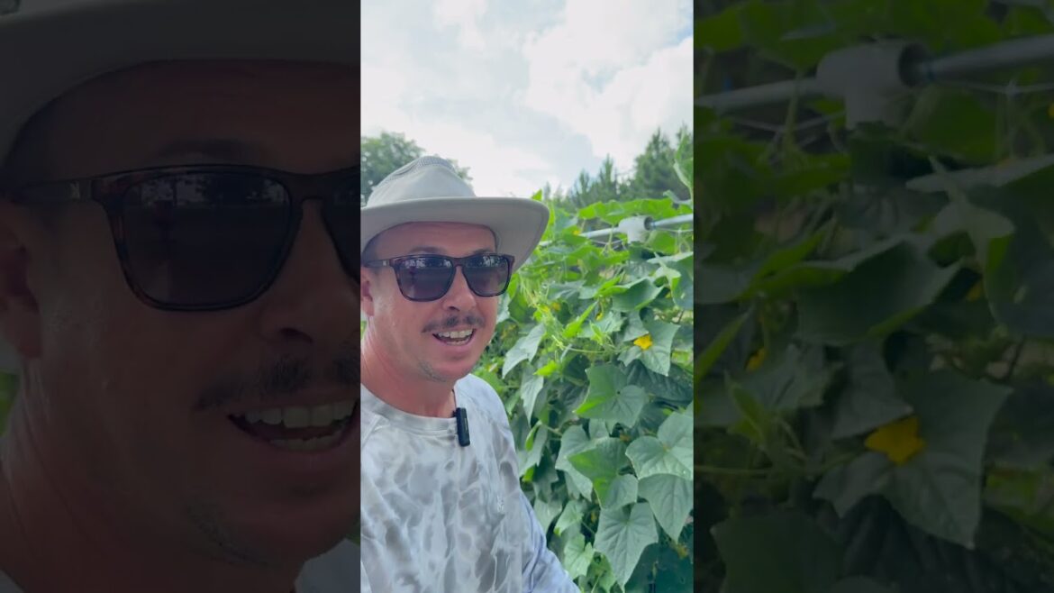 How Do You Deal with Pickleworms?