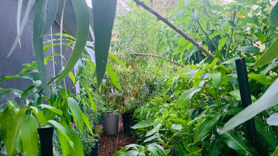 Beautiful Backyard Garden Tour End Of June 2024 #garden #mybackyardgarden #nature #fruittrees #pots