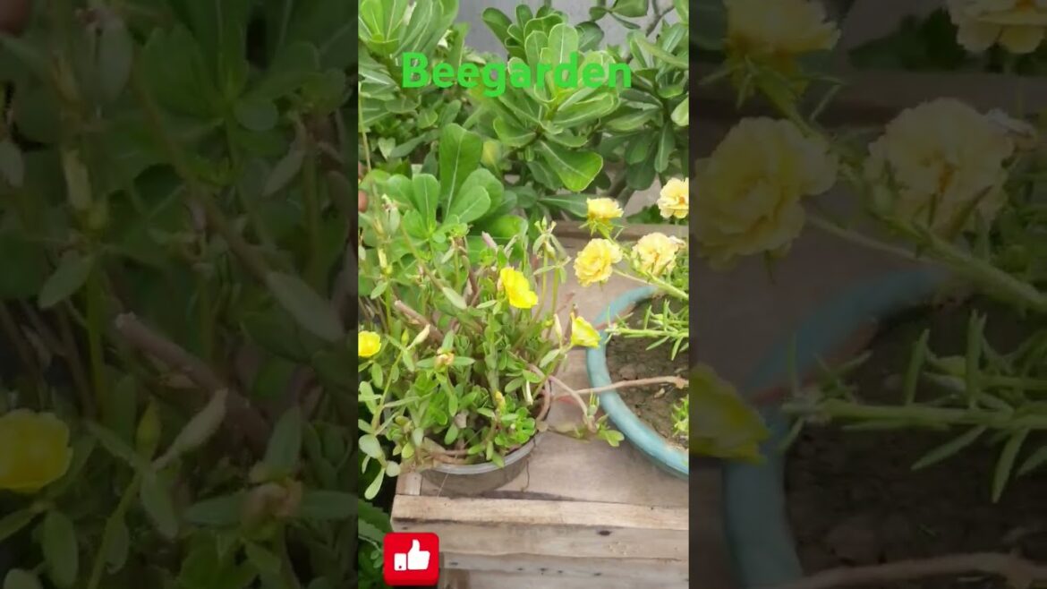 madhumakhi ki uper flower ।#ytshorts #shorts #youtubeshorts madhumakhi ki uper flower ।#ytshorts #shorts #youtubeshorts