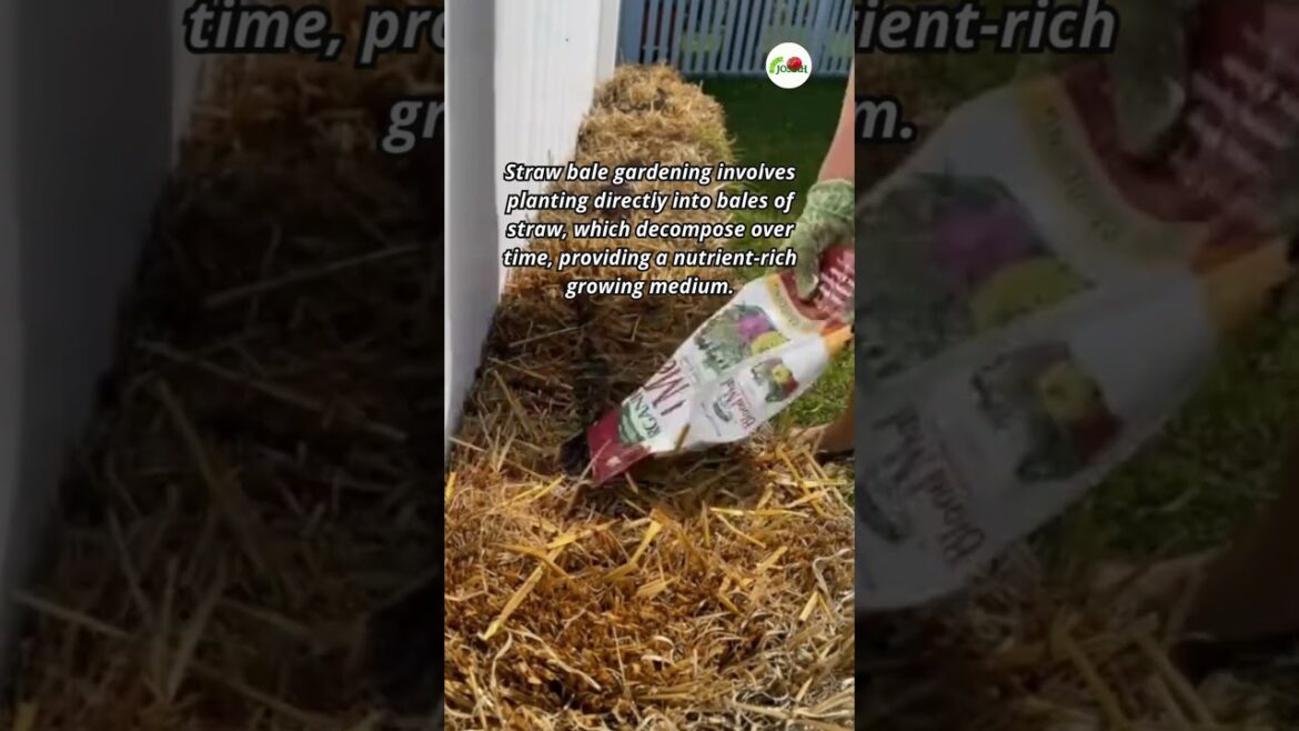 Straw bale gardening #shorts #gardening #garden #growyourownfood #gardenjosiah #strawbale Straw bale gardening #shorts #gardening #garden #growyourownfood #gardenjosiah #strawbale
