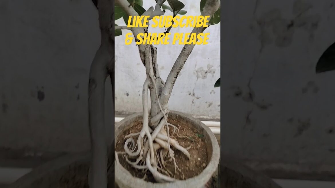 Beautiful Banyan Bonsai Tree #youtubeshorts #bonsaishorts #viralshorts Beautiful Banyan Bonsai Tree #youtubeshorts #bonsaishorts #viralshorts