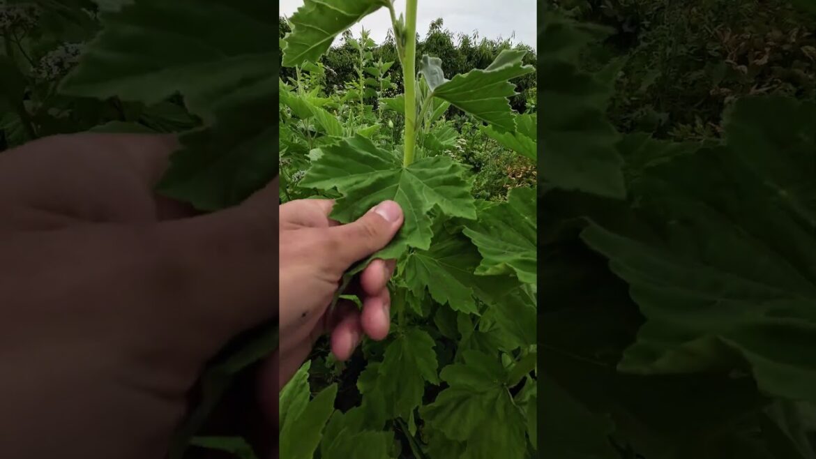 Beautiful and Useful Perennial Flowers Beautiful and Useful Perennial Flowers