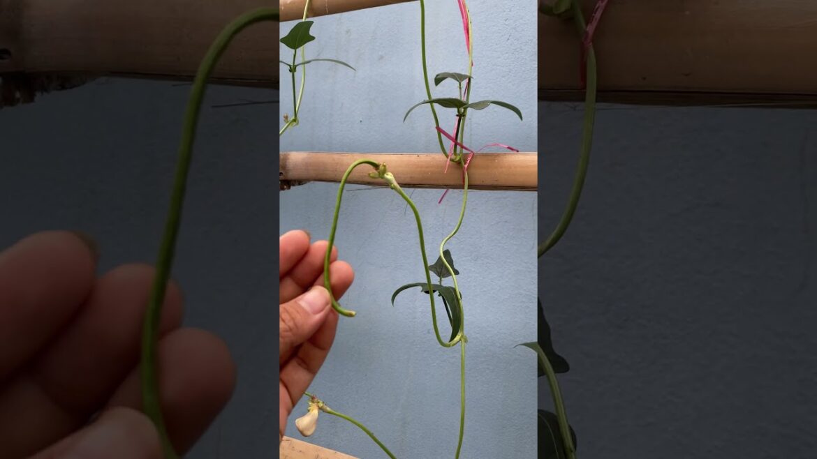 My daily life for garden at home/ DIY gardening by meimeigarden #short #growthvegetable