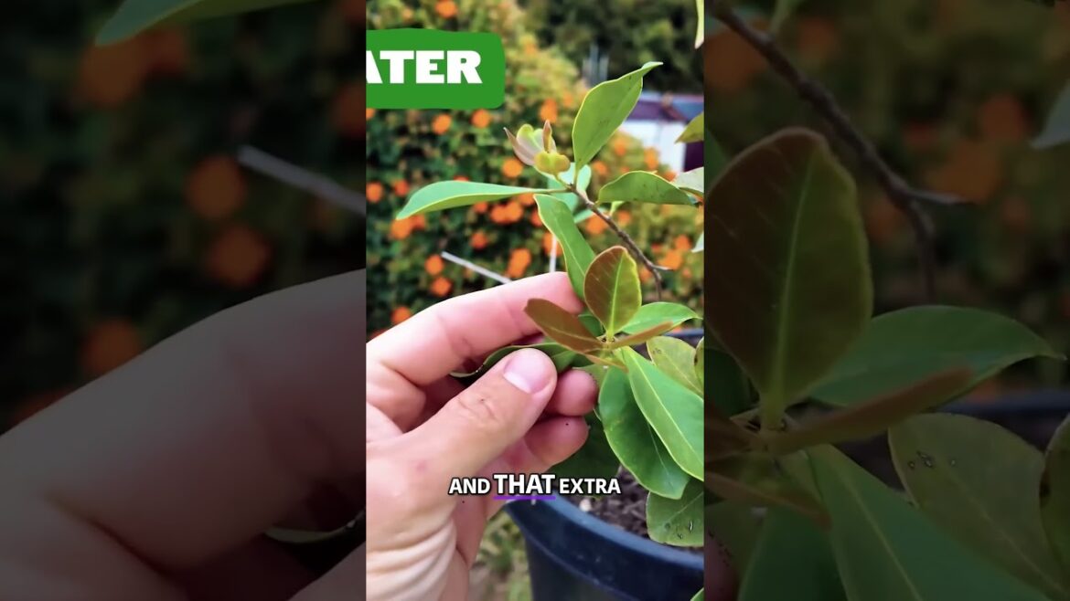 Revive Your Perennial Plants Expert Tips for Thriving Container Gardening #garden Revive Your Perennial Plants Expert Tips for Thriving Container Gardening #garden