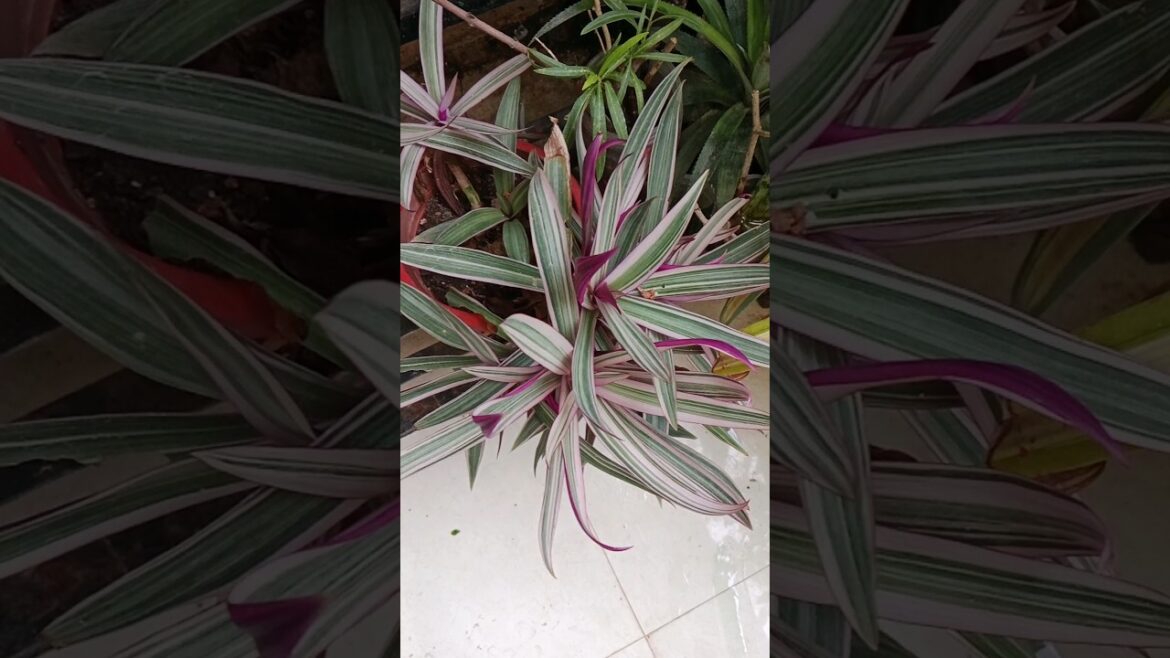 हमारे पौधे भी समय के साथ समझोता करते है #terrace #gardening #viral #shorts#garden💚☘️🪴 हमारे पौधे भी समय के साथ समझोता करते है #terrace #gardening #viral #shorts#garden💚☘️🪴