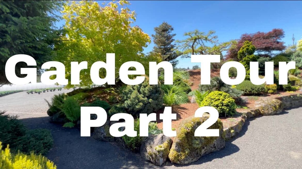 Maple & Conifer Garden Tour Iseli Nursery part 2 | Specimen Plants | Japanese Landscape Design
