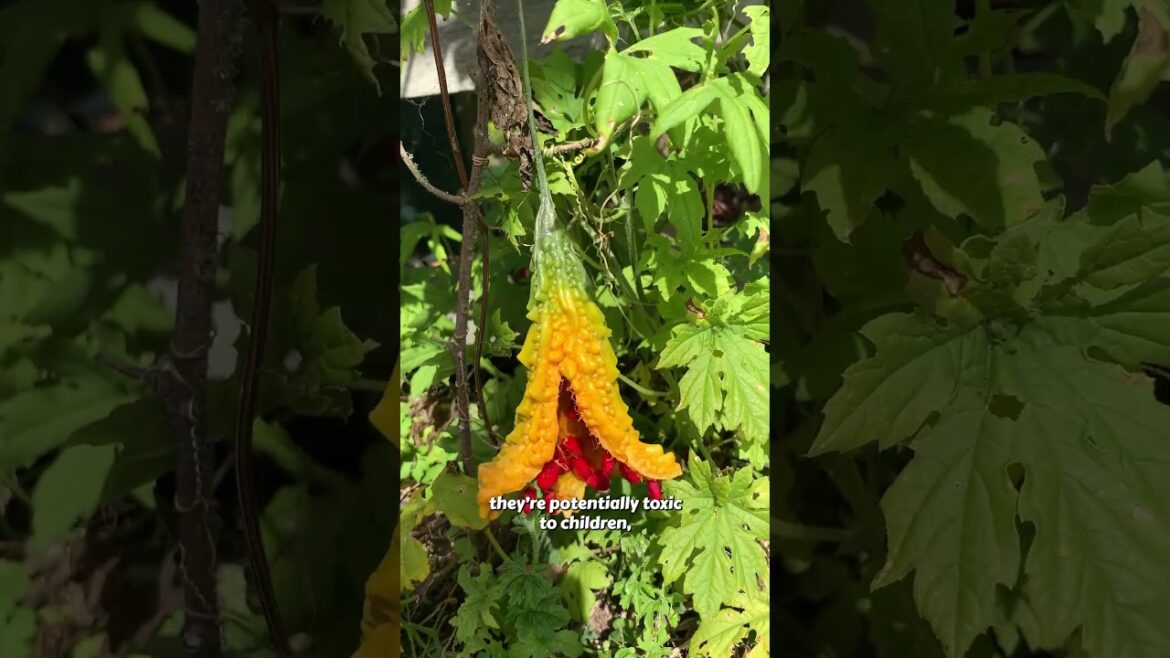 This FRUIT looks like it’s from another PLANET ๐ธ This FRUIT looks like it's from another PLANET ๐ธ