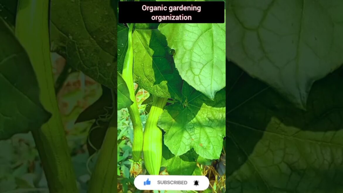 Harvest to vegetables 🌿| how to harvest | how to grow | #harvesting #harvest #shorts Harvest to vegetables 🌿| how to harvest | how to grow | #harvesting #harvest #shorts
