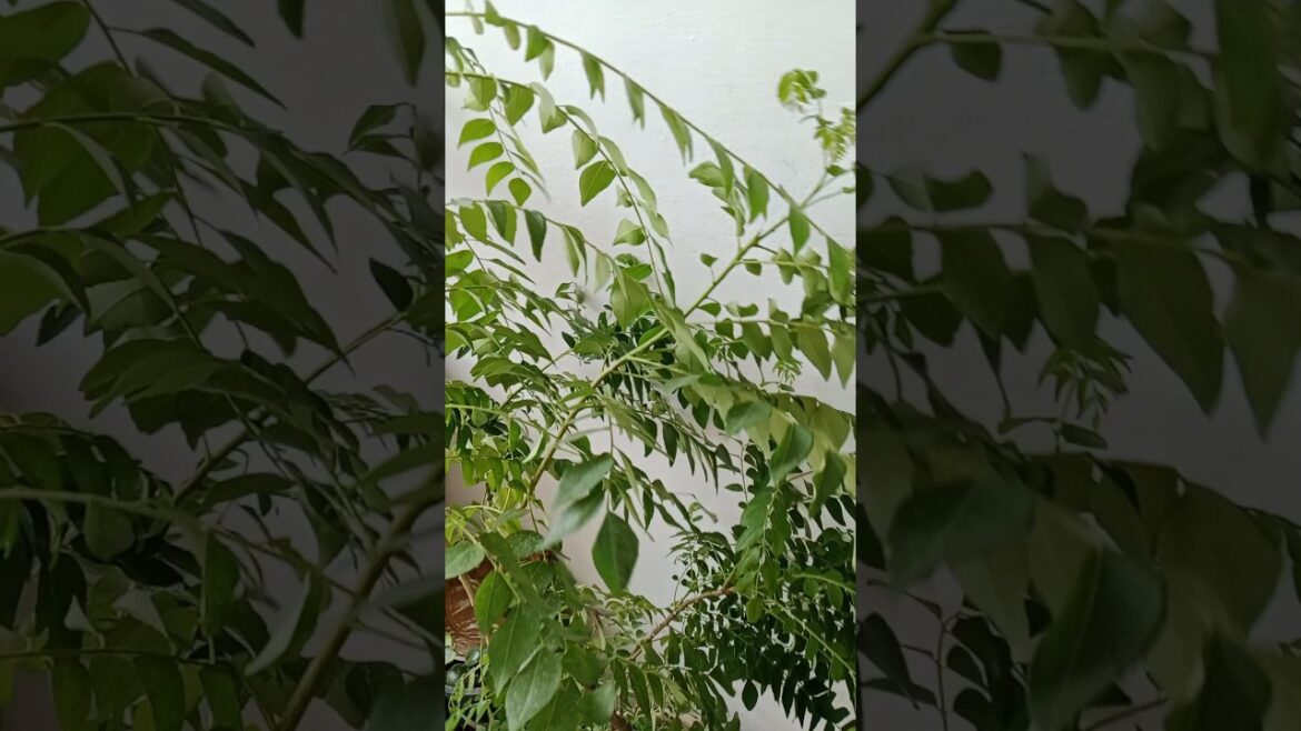 कढीपत्ता के प्लांट की growth 💹कैसे होगी#shorts#garden#viral#plants#gardening