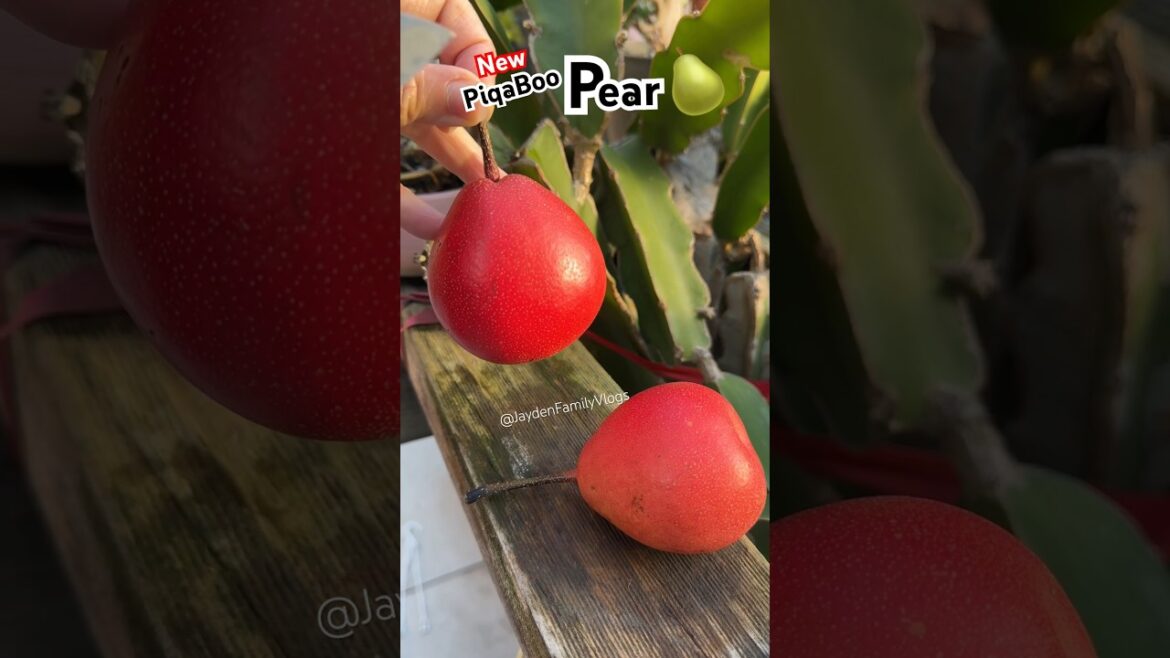 PIQA BOO PEAR ππ±π± #shorts #satisfying #fruit #fruitcutting #shortvideo  #enjoy #viral PIQA BOO PEAR ππ±π± #shorts #satisfying #fruit #fruitcutting #shortvideo  #enjoy #viral