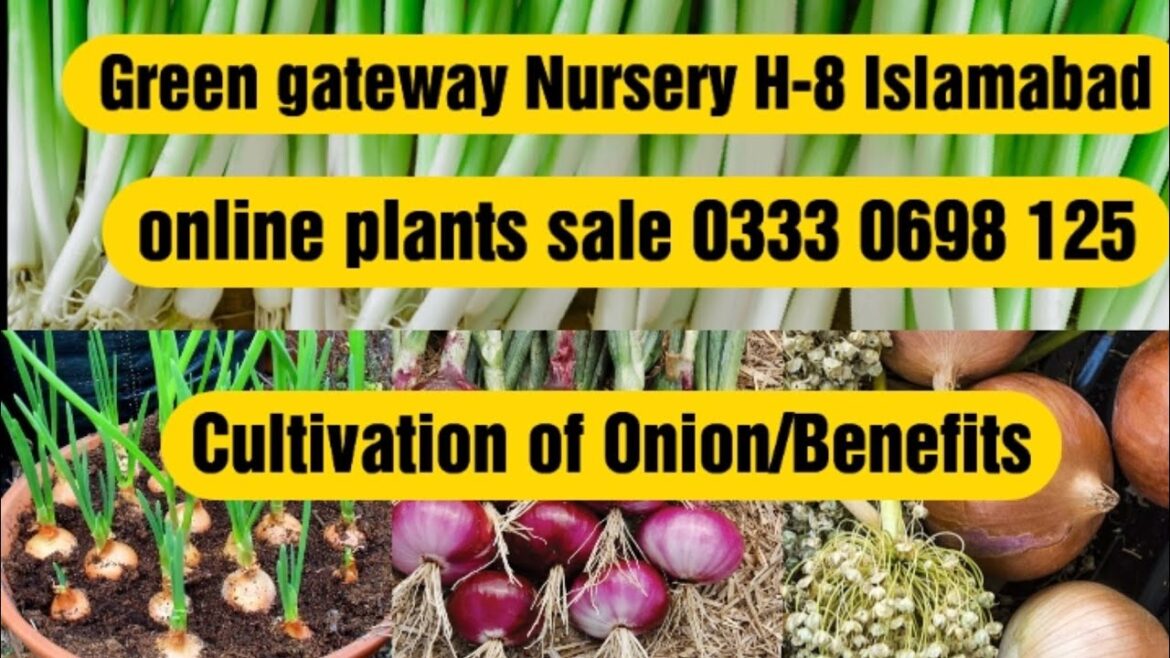 How to Grow Onions at Home: Easy Kitchen Gardening Tips How to Grow Onions at Home: Easy Kitchen Gardening Tips