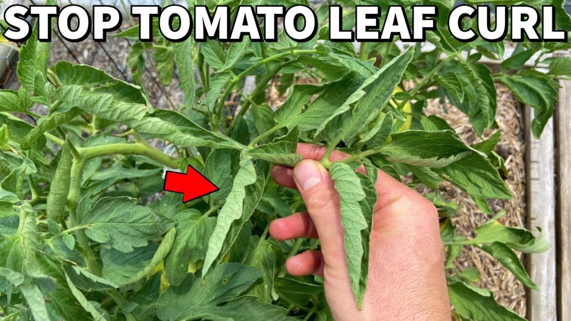 The Truth About TOMATO LEAF CURL Will Blow Your Mind