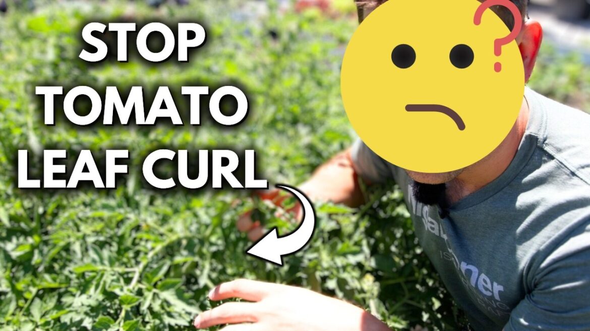 3 Reasons Why Your Tomato Leaves Are CURLING
