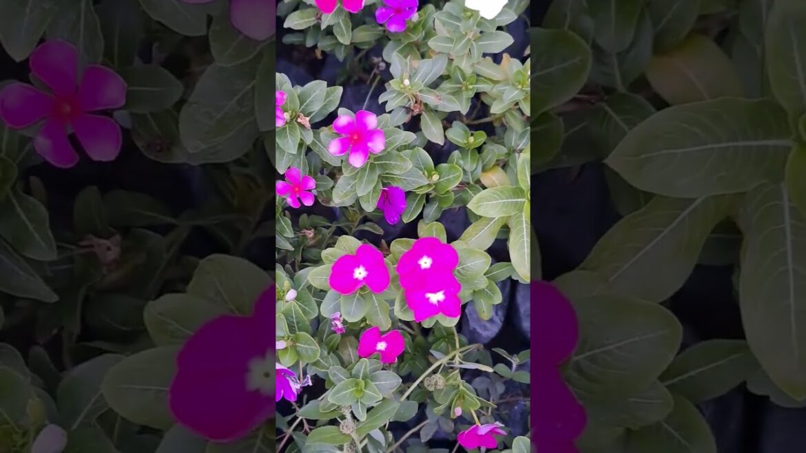 venka plant #sneha narsary #plant narsary #new #nature