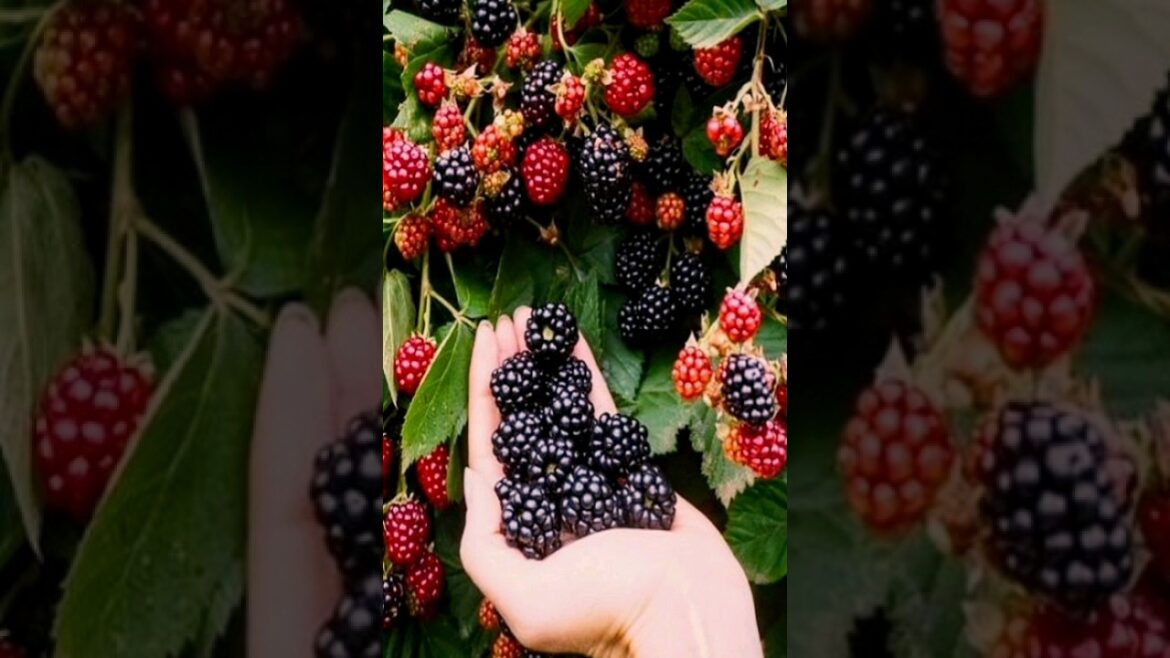 Blackberry harvest in terrace garden  #harvesting #agriculture #gardening #shortvideo #shorts