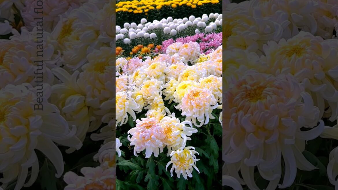 Beautiful chrysanthemum garden | chrysanthemum flower!
