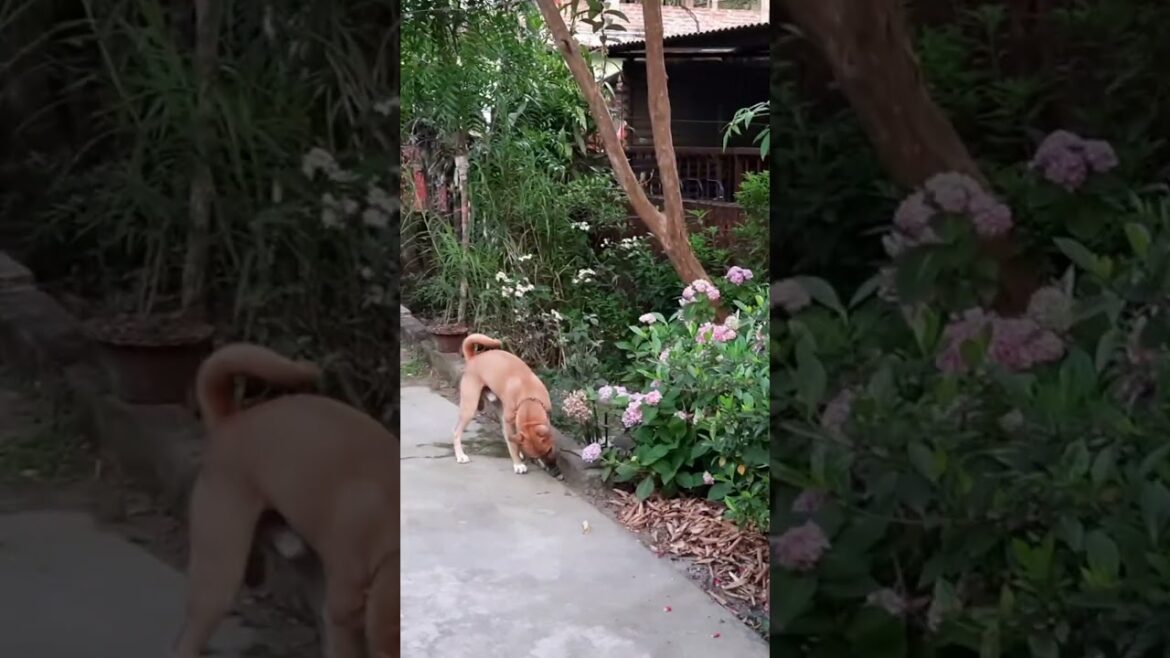 Gardener Nature Calls #shorts #ytshorts #leo #dbrownmixstudio #dog #funny Gardener Nature Calls #shorts #ytshorts #leo #dbrownmixstudio #dog #funny