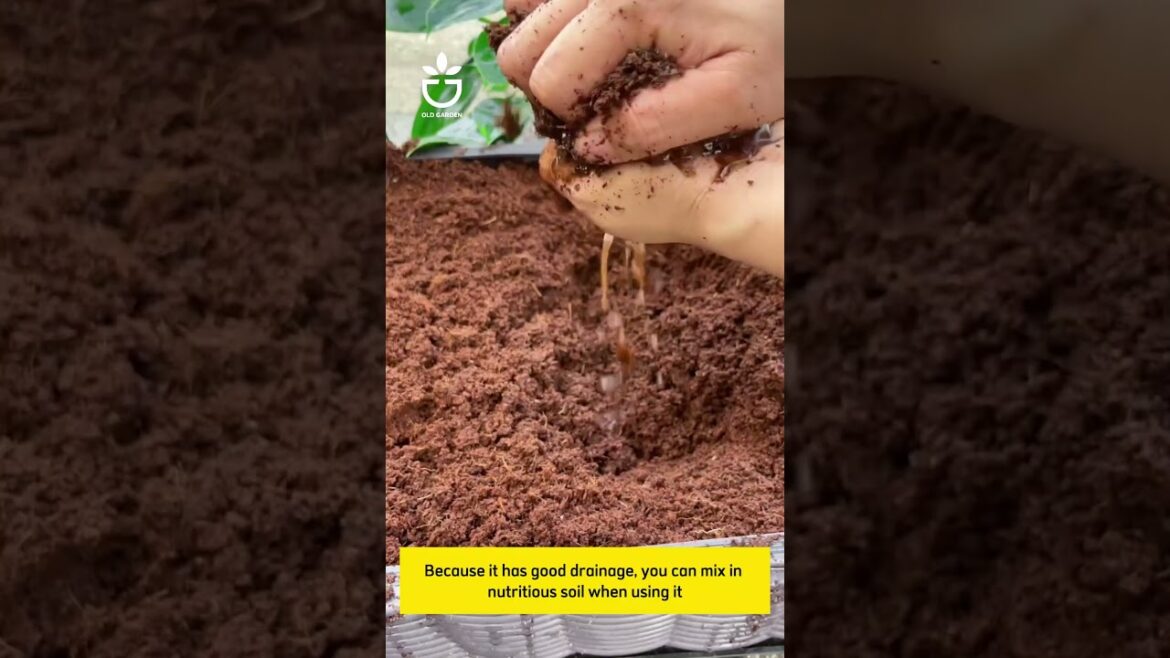 Coco coir soil brick is super convenient  #garden #namrose #gardening#soil Coco coir soil brick is super convenient  #garden #namrose #gardening#soil