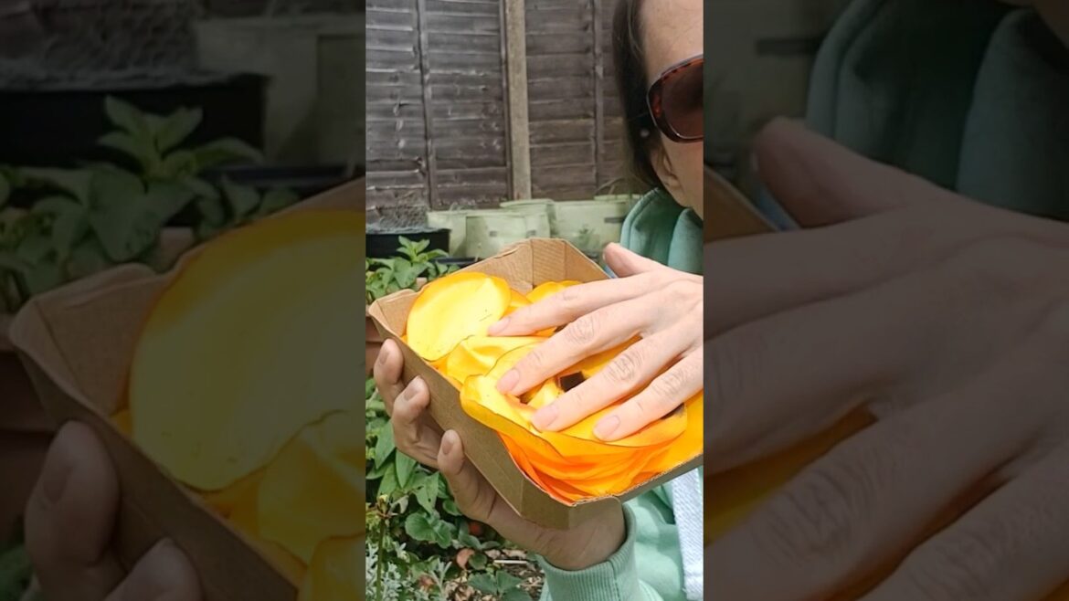 Edible Tulip Petals in the Kitchen #tulip #garden Edible Tulip Petals in the Kitchen #tulip #garden