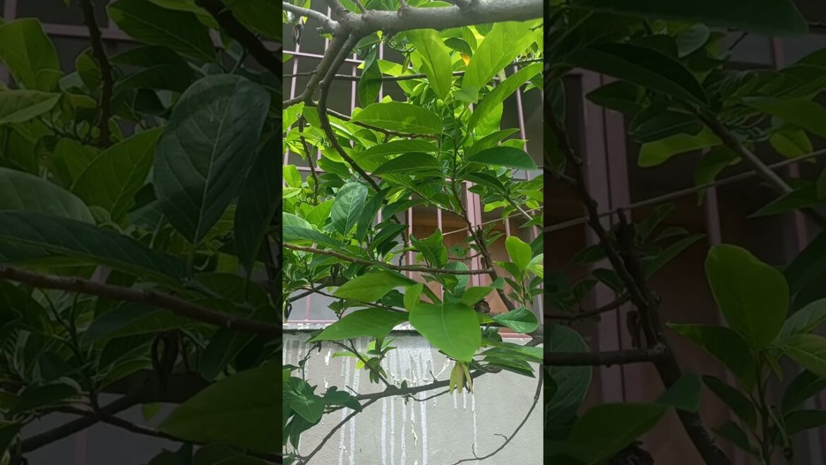 Top Tips for Growing Delicious Custard Apples at Home: A Gardener’s Guide/🍈/#trending #shorts #short Top Tips for Growing Delicious Custard Apples at Home: A Gardener’s Guide/🍈/#trending #shorts #short