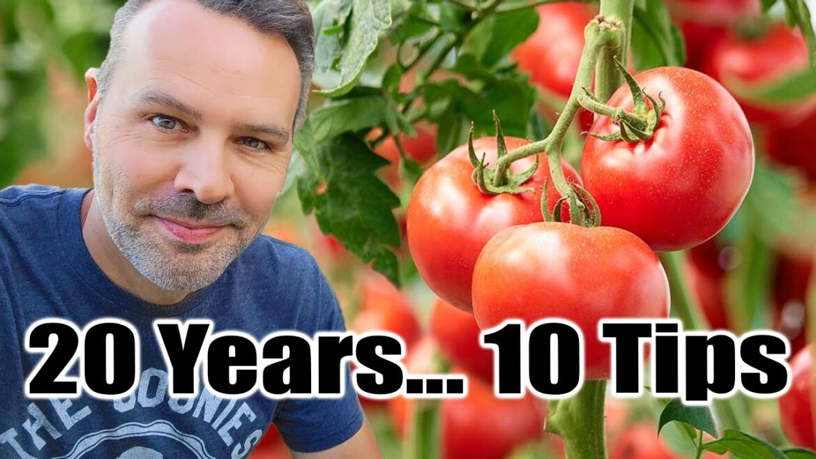 California Garden TV: My TOP 10 TOMATO Growing Tips from 20 Years of Experience My TOP 10 TOMATO Growing Tips from 20 Years of Experience