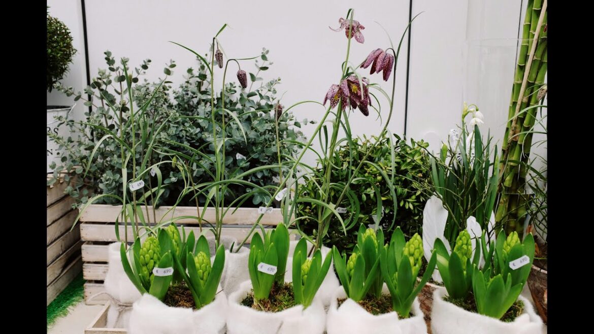 Zone 7 My 2024 Container Garden Is INSANE Memorial Day Garden Tour