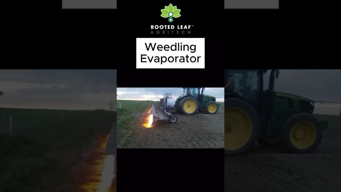 Learn about flame weeding! Video created by @fitchannel #garden #gardenlove #gardening #gardener Learn about flame weeding! Video created by @fitchannel #garden #gardenlove #gardening #gardener