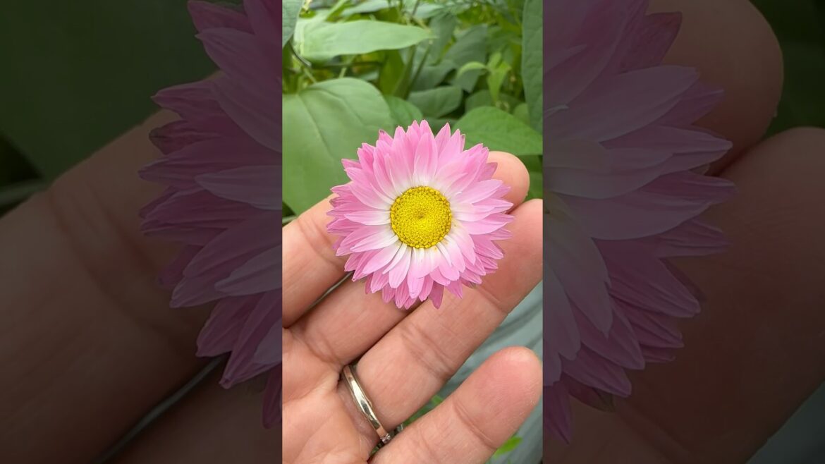 The Summer Greenhouse | A DAISY A Day | BEAUTIFUL PINK Edible DAISIES #plants #flower #grow The Summer Greenhouse | A DAISY A Day | BEAUTIFUL PINK Edible DAISIES #plants #flower #grow