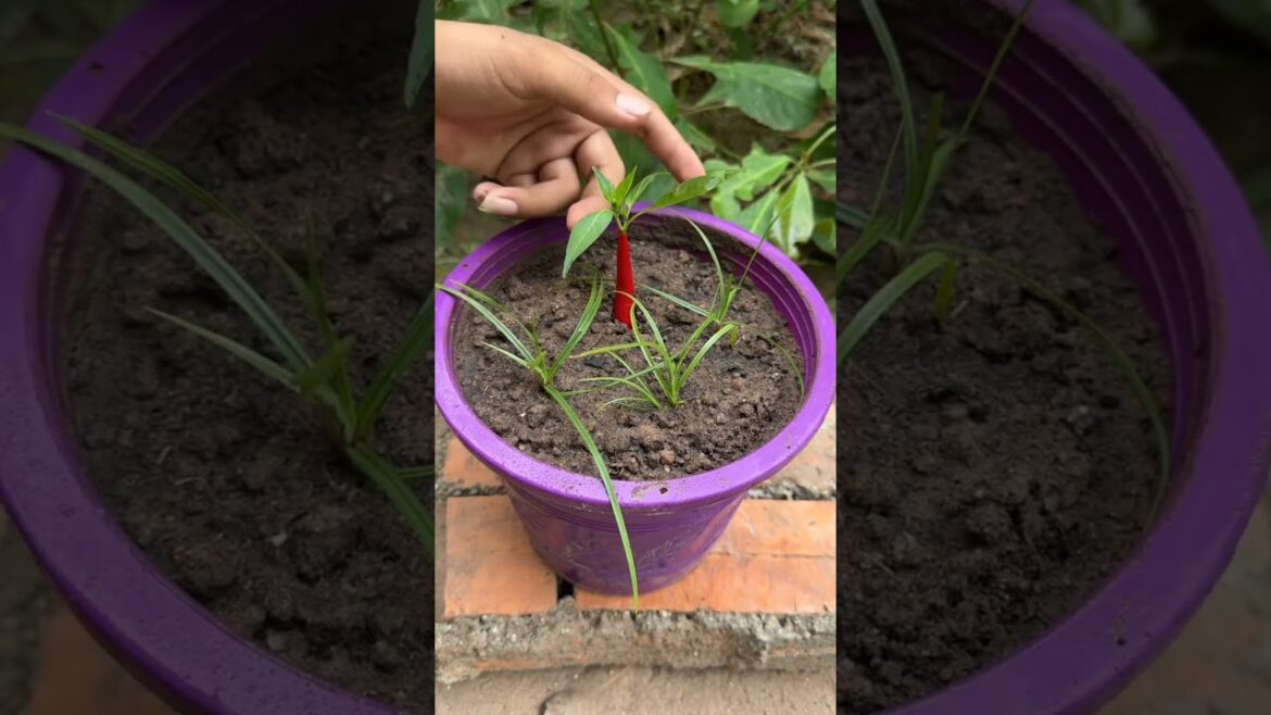 मिर्च का पौधा कैसे लगाएं 🌶️ How to Plant Peppers #garden #farming  #farming2024