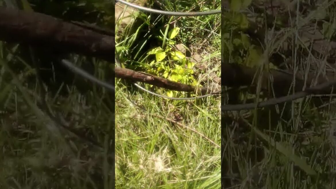 Sun Scald on Peppers #gardening #nature #food