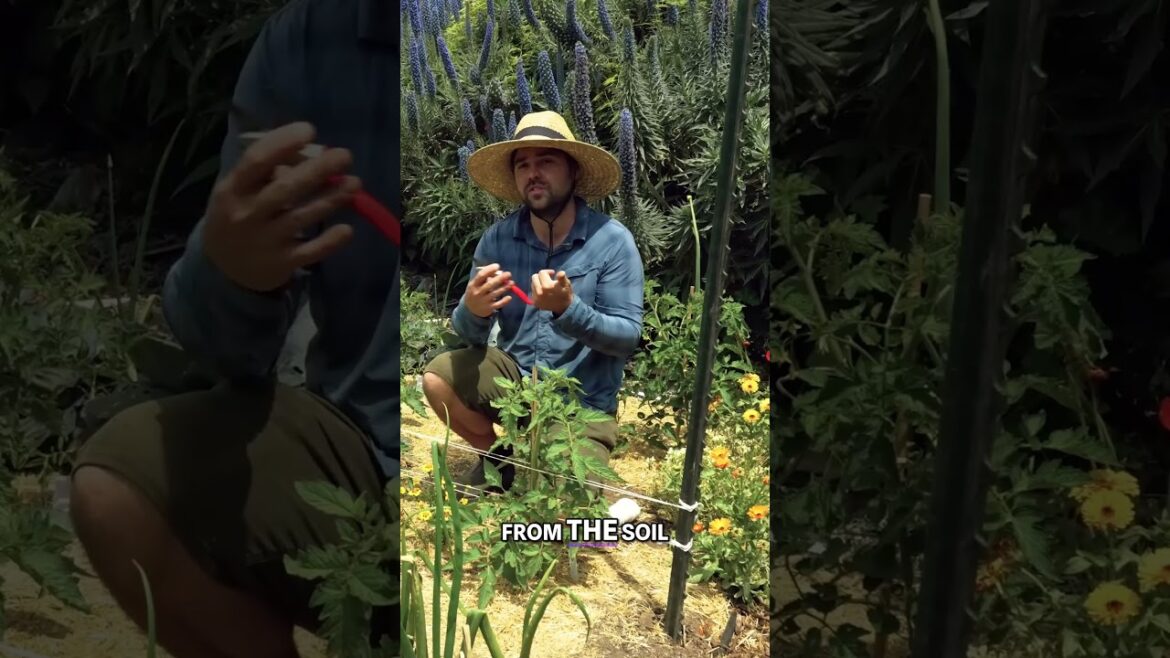 Maximizing Tomato Growth  Essential Pruning and Maintenance Tips #garden