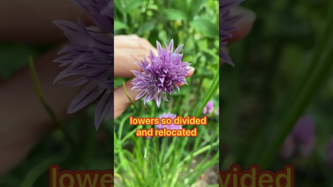 My secret garden quest 345 #chives #edible flowers #herbs