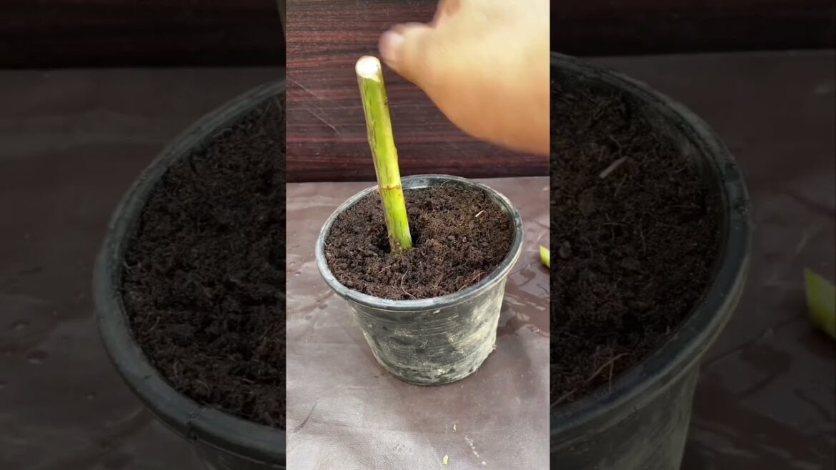 New way to Develop Roots of Plant #shortsfeed #garden #gardeninghacks #gardeningtips #plants New way to Develop Roots of Plant #shortsfeed #garden #gardeninghacks #gardeningtips #plants