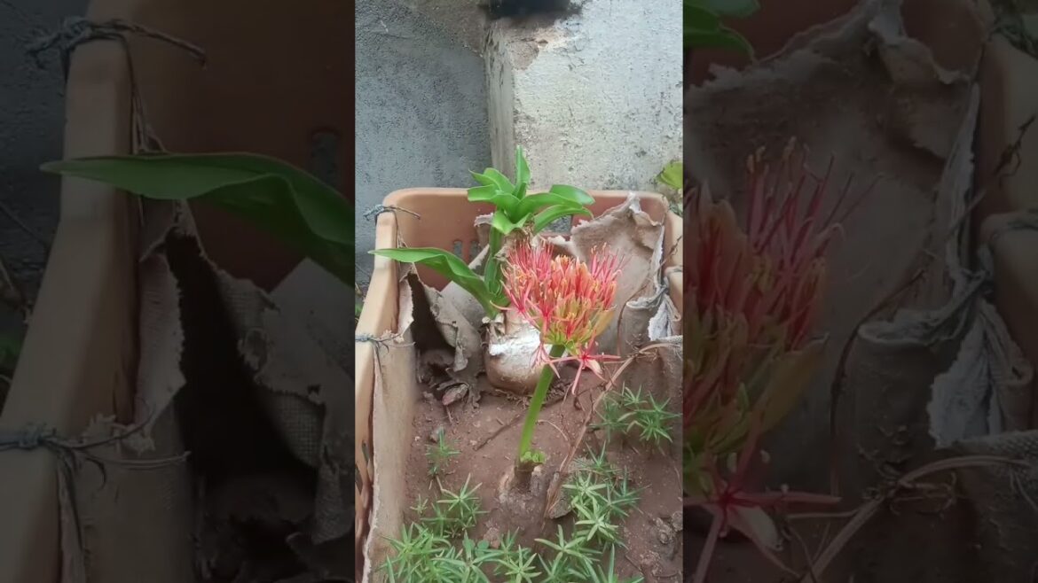 Football lily #music #trending #flowers #garden #gardening